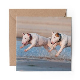 1 x Greeting Card English Bull Terrier Dogs - Blank Birthday Celebration Anniversary #3255