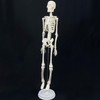 Mini Human Skeleton Model, 17.7 inch, Movable Arms and Legs,