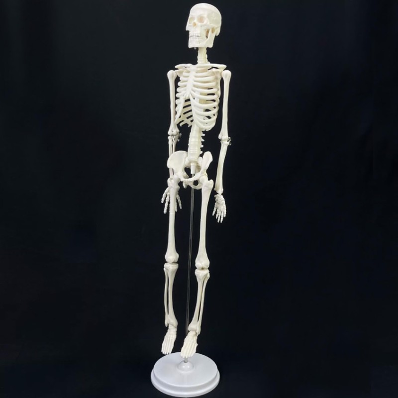 Mini Human Skeleton Model, 17.7 inch, Movable Arms and Legs,