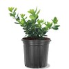 Nellie R. Stevens Holly, Evergreen Shrub, Ornamental Berries, 3 gal