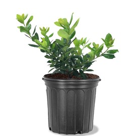 Nellie R. Stevens Holly, Evergreen Shrub, Ornamental Berries, 3 gal Nursery Pot (Due to Agricultural Laws, we Cannot Ship to CA, AZ, AK, or HI)