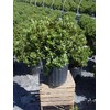 Green Promise Farms Rhododendron X GEM` Evergreen, 3-Size Container, Bluish