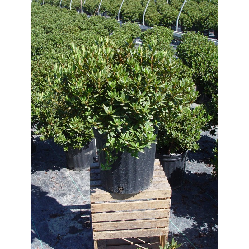 Green Promise Farms Rhododendron X GEM` Evergreen, 3-Size Container, Bluish