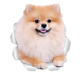 TIZIKJ Autoaufkleber 22cm(8.7 Inch) Pomeranian Aufkleber Lustig Reflektierende Auto Aufkleber Pomeranian Car Sticker Haustier Hund Wasserdichte Aufkleber Sto?stange Personalisieren Sticker Dekor