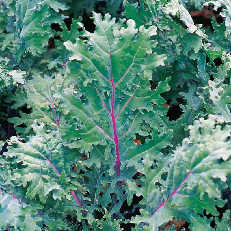 500 Red Russian Kale Seeds for Planting Heirloom Non GMO