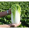 CEMEHA SEEDS - Seeds Napa Cabbage Peking Chinese Green Giant