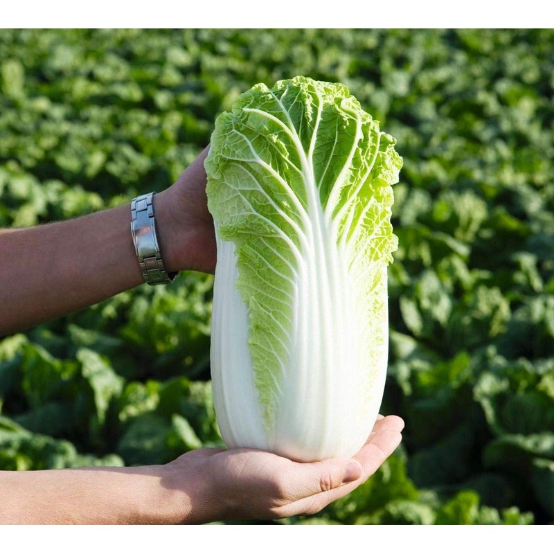 CEMEHA SEEDS - Seeds Napa Cabbage Peking Chinese Green Giant