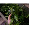 Kitaseicha Roasted Special Roasted Sencha, 0.2 oz (5 g), Tea