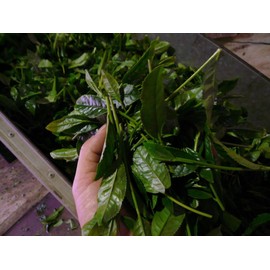 Kitaseicha Roasted Special Roasted Sencha, 0.2 oz (5 g), Tea Bags, 100 Pieces, Large Capacity, Commercial Use, Good Cost, Daily Use, Japanese Tea