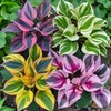 800 Pcs Hosta Jardin Seeds - Colorful Mixed Perennials for