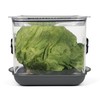ProKeeper+ by Progressive Stackable Produce ProKeeper Storage Container with Stay-Fresh