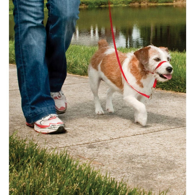 PetSafe Easy Walk Head Collar