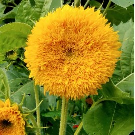 TomorrowSeeds Tall Teddy Bear Sunflower Seeds | Giant Sungold Big Gold Sun Flower Seed 2025 - 150+ Count
