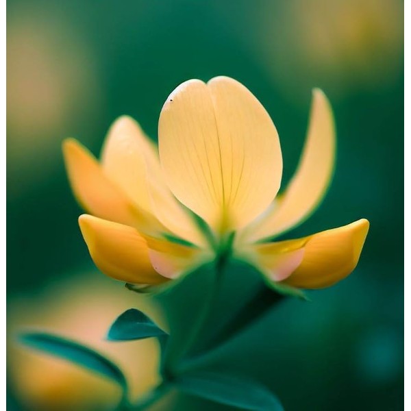 Lotus corniculatus (Bird's Foot Trefoil) Flower Seeds, Eye-Catching Appearance, Long-Lasting