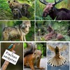 Edition Colibri Animals Europe (Set 2) 3D Postcard Set: 7