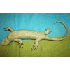 Tree Skink Lizard Replica - Solomon Islands Skink - AAA
