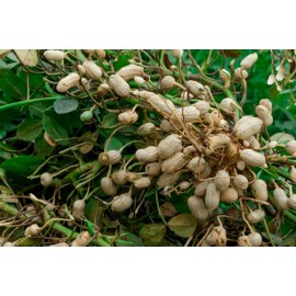 Southeast Seeds Virginia Jumbo Peanut Seeds, NON-GMO, **UNSHUCKED**, Peanut Butter, FREE SHIP - 480 Seeds or 1 LB