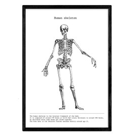 Nacnic Anatomy Poster. Vintage style wall decoration of skeletons, muscles and bones. Assorted black and white pictures of human anatomy and body parts. Size A4.