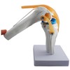 monolife Knee Joint Model, Knee Joints, Ligaments, Meniscus Model, Medical,