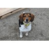Dog Collar Waterproof TPU Dog Collar (Red)
