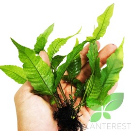 Planterest – Bolbitis Asiatica Bunch Tropical Water Fern Easy Live Aquarium Plant Decorations BUY2GET1FREE