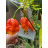 Carolina REAPER Super HOT Pepper Seeds Unique Creek Homestead Certified