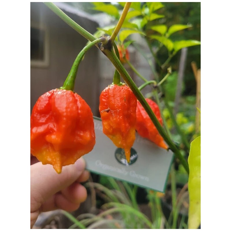 Carolina REAPER Super HOT Pepper Seeds Unique Creek Homestead Certified