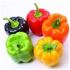 KIRA SEEDS - Sweet Bell Pepper Rainbow Mix - Heirloom