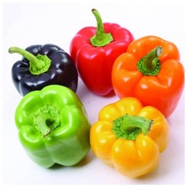 KIRA SEEDS - Sweet Bell Pepper Rainbow Mix - Heirloom Vegetable - GMO Free