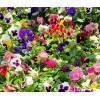 Heirloom 50- Pansy Flower Seed Mix
