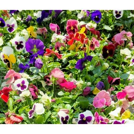 Heirloom 50- Pansy Flower Seed Mix