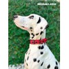 Tuff Pupper Heavy Duty Dog Collar with Handle | Ballistic