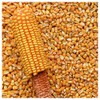 Everwilde Farms - 1 Lb Reid's Yellow Dent Open Pollinated