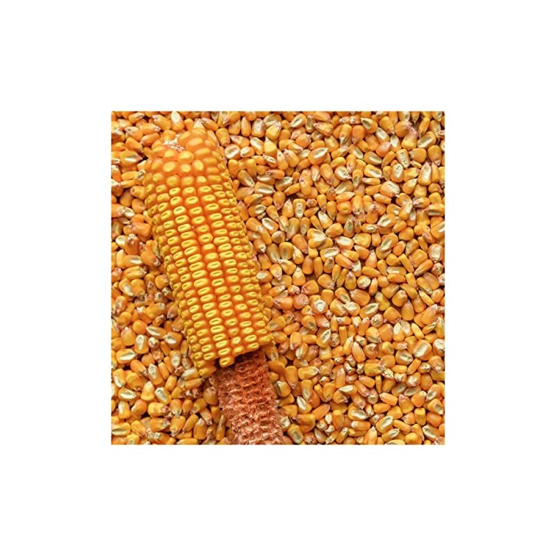 Everwilde Farms - 1 Lb Reid's Yellow Dent Open Pollinated