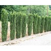 Sky Pencil Holly | 2 Extra Large 3 Gallon Plants