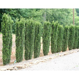 Sky Pencil Holly | 2 Extra Large 3 Gallon Plants | Ilex crenata 'Sky Pencil' | Unique Vertical Garden Accent | Ideal for Tight Spaces