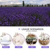 CoolCrafts Dried Lavender Flowers, Dry Lavender Buds Bulk Wholesale Fragrant