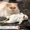 SPOT Big Mouse Bertha Cat Toy with Catnip – Lifelike