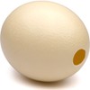 Premium Ostrich Eggshell (Grade A, Large Size)