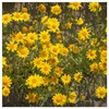 Everwilde Farms - 2000 Goldfields Native Wildflower Seeds - Gold