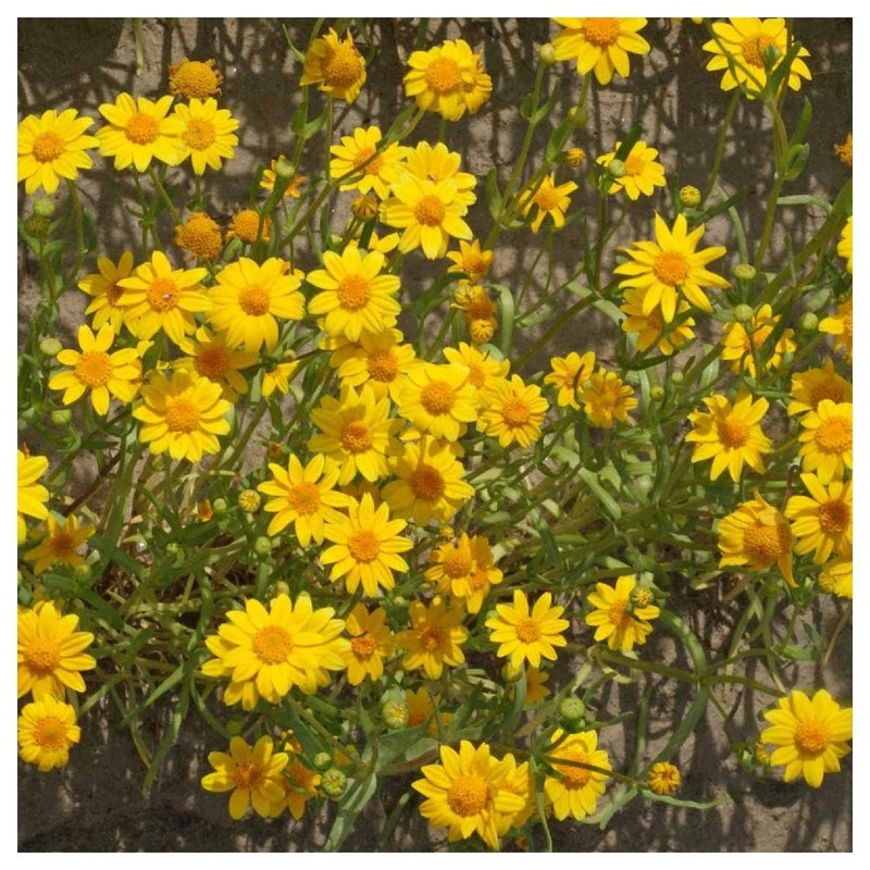 Everwilde Farms - 2000 Goldfields Native Wildflower Seeds - Gold