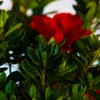 Encore Azalea Autumn Fire (3 Gallon) Red Double Blooms Flowering