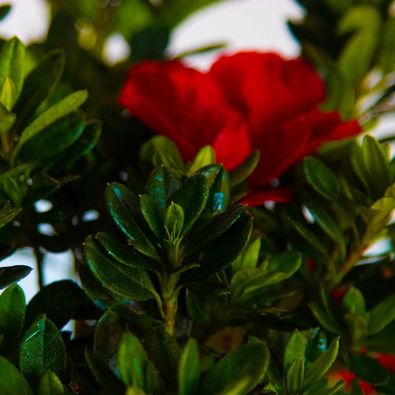 Encore Azalea Autumn Fire (3 Gallon) Red Double Blooms Flowering