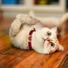 WDPAWS Cat Collar, Kitten, Sparkling, Crystal Collar, Dog, Cute, Heart,