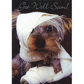 Designer Greetings Dog with Bandage on Head and Arm Get Well Card