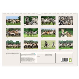 Dülmener Wildpferde (Wandkalender 2026 DIN A3 quer), CALVENDO Monatskalender