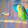 Parrots Fruit Vegetable Feeder Clip 5 Pieces Bird Feeder Device