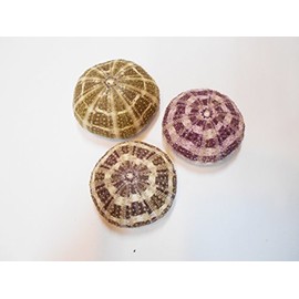 Set of 3 Alfonso Gator Sea Urchins 2 1/2" Coastal Beach Cottage Craft Decor