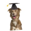 GANAZONO Pet Graduation Ceremony Party Supplies Doctor Hat Pet Toys