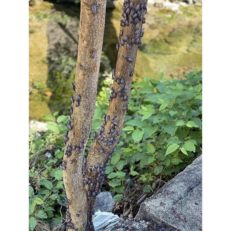 Lanternfly Trap Co Spotted Lanternfly Trap